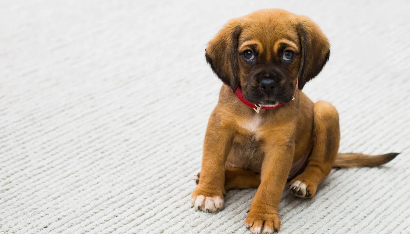 Puppy sitting on pale carpet