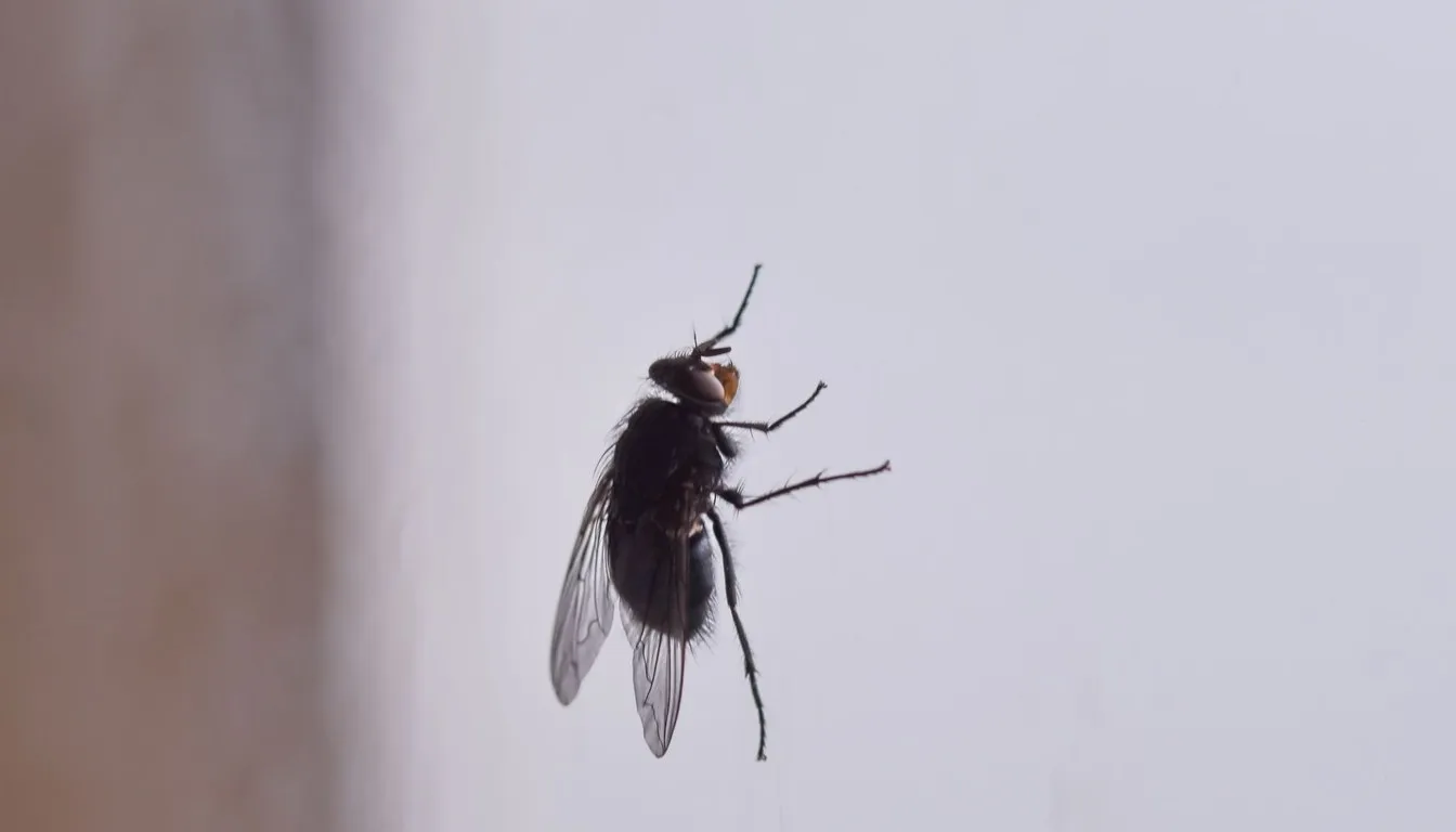 Fly resting on a white interior wall
