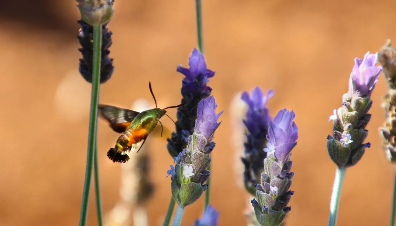 Moth hovering over lavender flowers