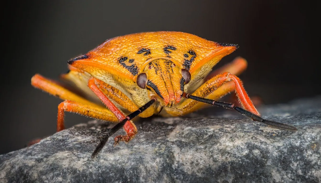 Orange shield bug on a rock