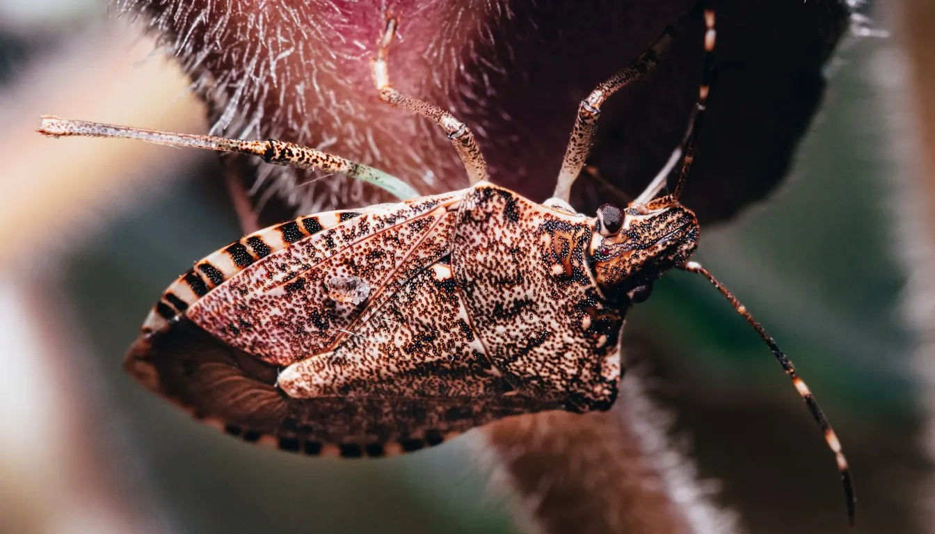 Kissing bug seen from below in macro