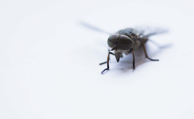 pest control raleigh nc