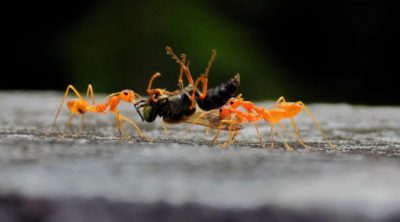 pest control raleigh nc ants