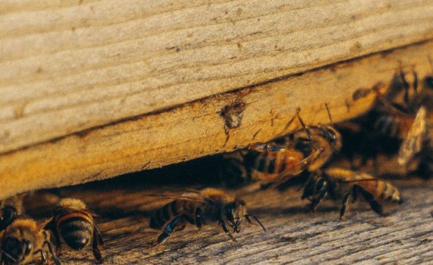 infestation of bees for pest control sacramento